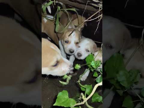 @krishik6549 #Look what I did with the beautiful girl in the jungle#Seen with the beautiful girl'...