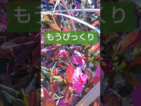 ツツジの冬を守る方法 メンテナンス シャクナゲの庭の家