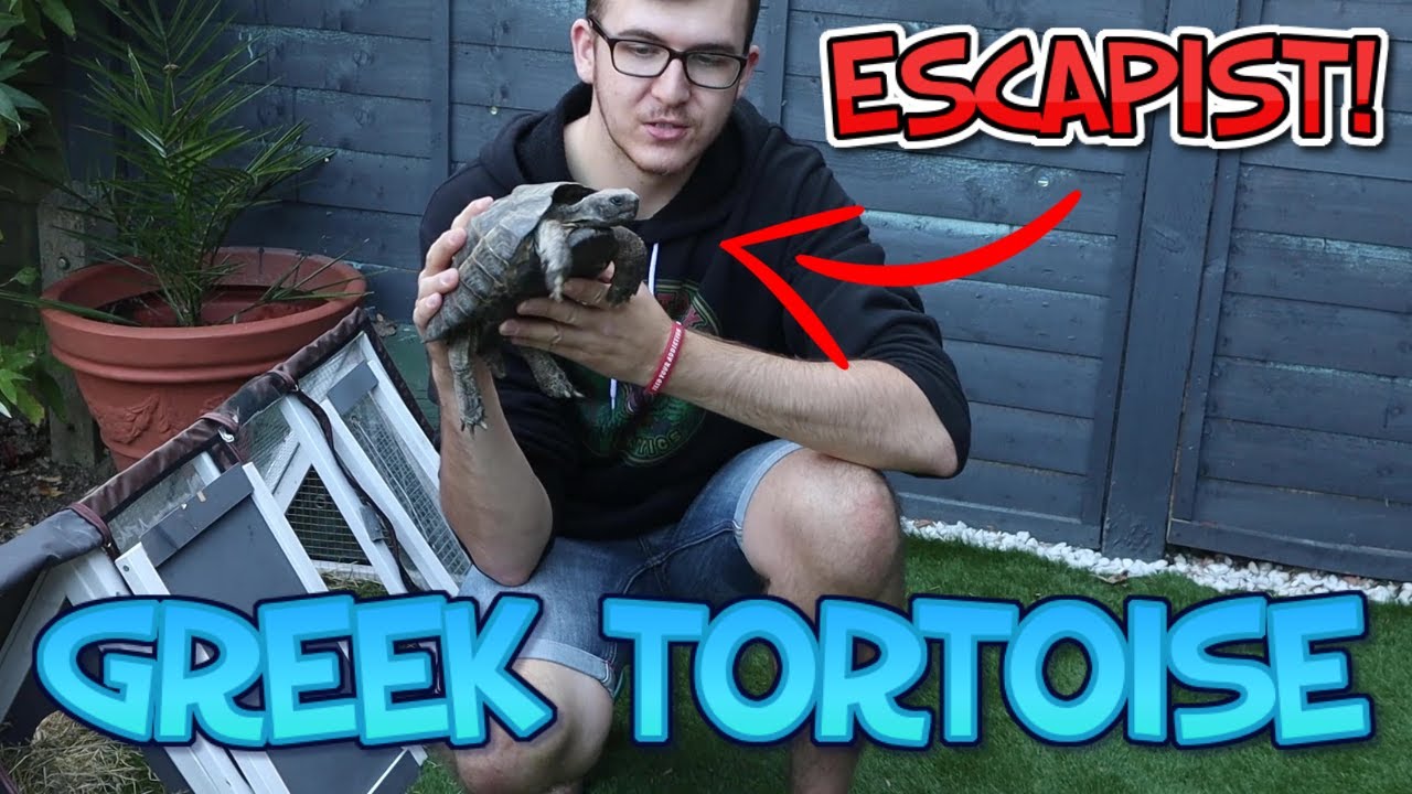 Watch video Greek Tortoise Outdoor Enclosure & Escape Proofing Now Greek Tortoise Outdoor Enclosure & Escape Proofing