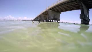 preview picture of video 'Jelly Fish at the Sand Island between Foster and Tuncurry, NSW'