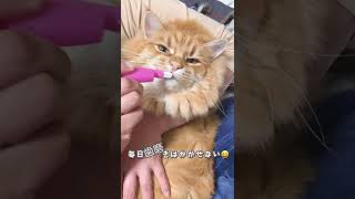 ネコ執事のお仕事🐈猫の歯磨き😁いつもおとなしくしてます🪥偉いねー！#Shorts #ネコ執事