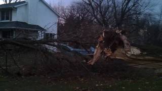 preview picture of video 'trees uprooted from caledonia tornado 11/22/10'