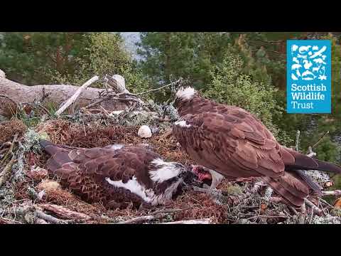 LM12 nabs a fish from NC0 - Loch of the Lowes osprey webcam (2021)