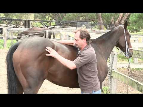 YouTube video about: Can a hamstrung horse still walk?