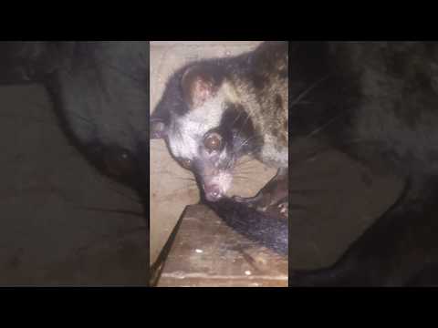 Mua bán chồn hương giống, thịt nguyễn cường LH: 0932623378