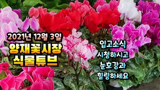 양재꽃시장 식물튜브 입고 [히야신스, 노랑사랑초, 콩고버킨, 씨크라멘, 미니꽃양배추, 칼라데아 마꼬야나 등등…