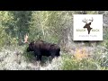 BrushBuck Wildlife Sightings RARE SIGHT Bull Moose Stripping Its Velvet Grand Teton National Park
