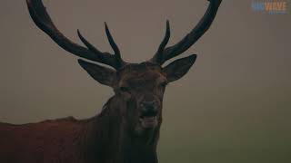 New Forest - A year in the Wild Wood (Trailer)