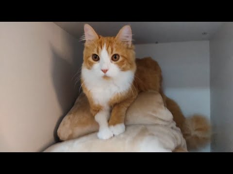 My Cat LOVES Hiding In The Closet!