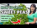 How To Grow Snow Peas, Sweet Peas, & Snap Peas From Seed To Harvest #peas #vegetablegarden #garden