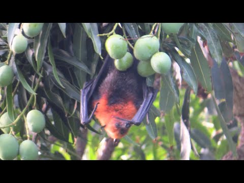 Footage of the Seychelles Fruit Bat on a Mango tree