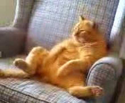 Have You Met the Real Life Garfield? Have You Met the Real Life Garfield?