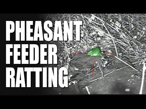 Pheasant Feeder Ratting Pheasant Feeder Ratting