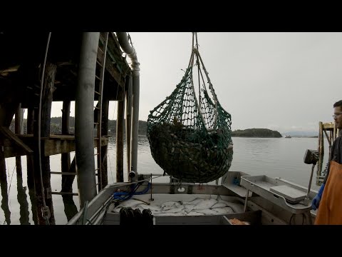 Direct Market Halibut Offload