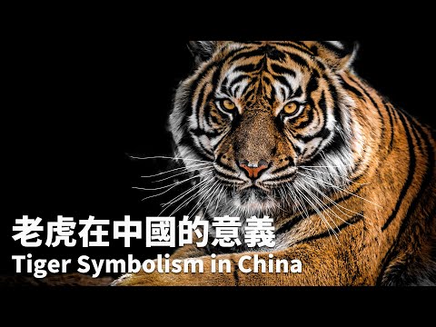 老虎的寓意