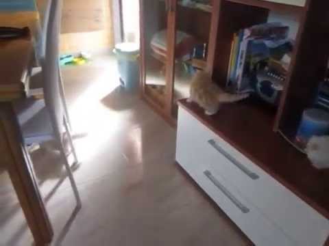 Yari, Yalil, Yamal, Yaira e Yamirez