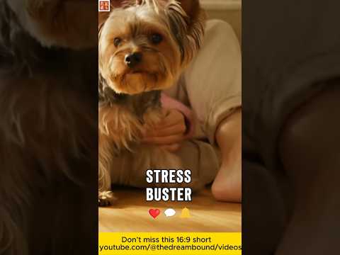 Watch What Happens When You Pet This Pup  #shorts #ai