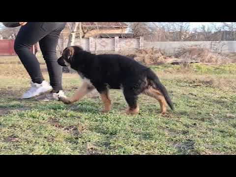 Deutscher Schäferhund Welpe kaufen