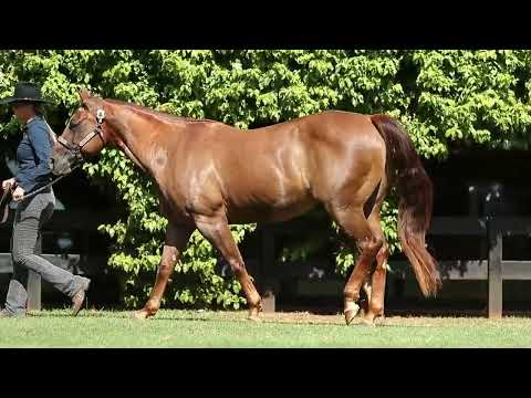 05  IMA GLAMOROUS DUALLY