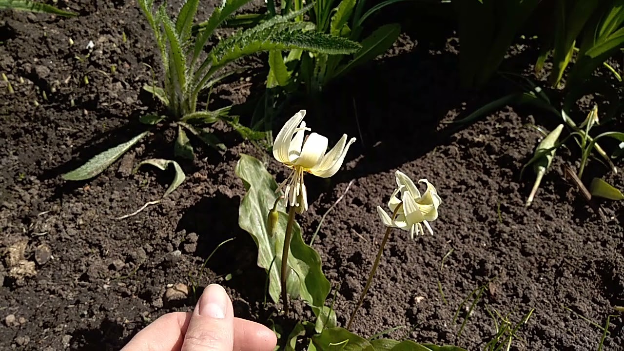 Erytronium White beauty. Pagoda. Кандык уайт бьюти и пагода.