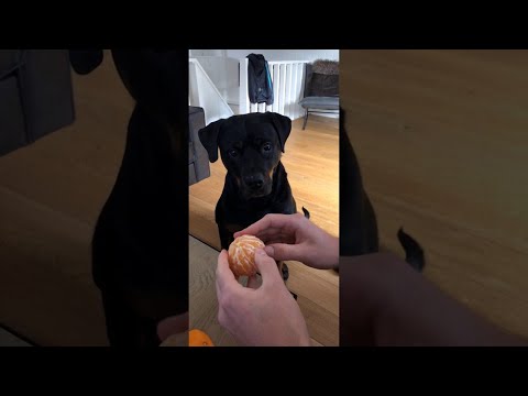 Hund liebt Mandarinen