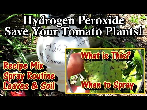 , title : 'Save Your Tomato Plants with Hydrogen Peroxide Spray (Cheap & Easy): Mix Ratio, Routine, and More!'