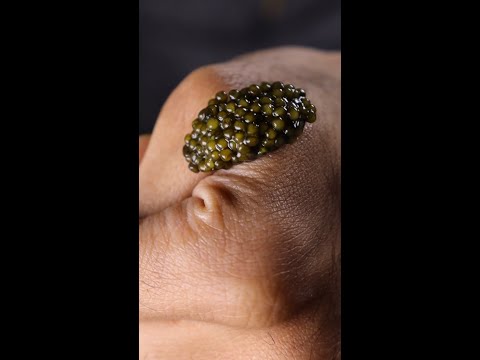 First Time Trying Caviar