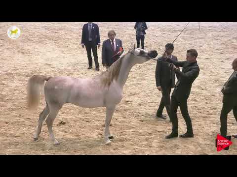 N.39 BAAHIR AA - SEWC 2019 - 2 Years Old Colts (Class 5)