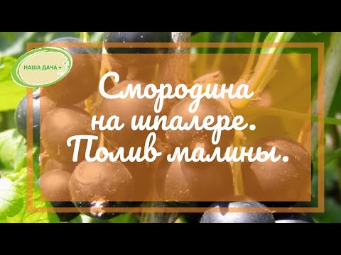 Ягодные кустарники на шпалере