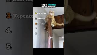 Download lagu Top 5 Funniest Cats mp3