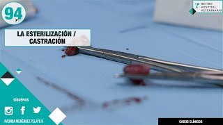 CAPÍTULO 94: 🏥 La esterilización / castración - Veterinario perros Madrid