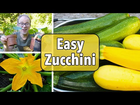 , title : 'Growing Zucchini (Courgettes) from Sowing to Harvest'