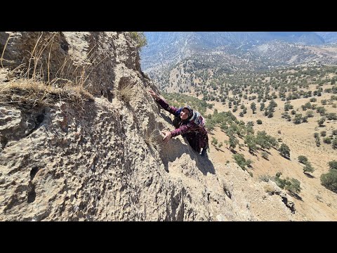 💞🔥 From the Heart of the Mountain: ❤️🐕 The Emotional Story of Kulthum Saving a Dog in the Mountain🏔️