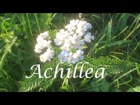Achillea millefolium - Yarrow - If I do everything right... - Soul Homeopathy - Fohlenstein