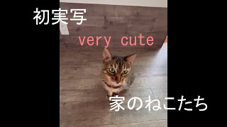 家のねこたち