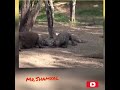 KOMODO EJDERİ COMODO DRAGON