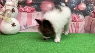 パピヨンの動画01