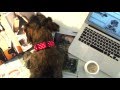 Les Coulisses De Who S That Dog