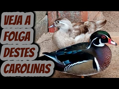 Criação de mini patos marrecos Carolina na região de Barroso Barbacena São joão del rei Minas Gerais