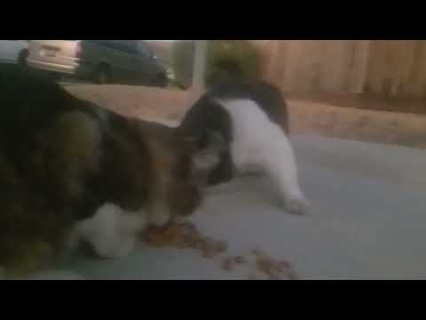 Me feeding my cats 😺🐈