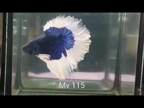 (MV-115) Blue Butterfly Halfmoon Male Betta