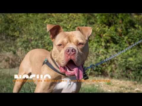 Nacho, an adopted Pit Bull Terrier Mix in Bellingham, WA_image-1