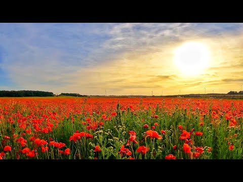 The setting sun over the Poppy field. Sunset. The sound of crickets at sunset. Poppy Fields.