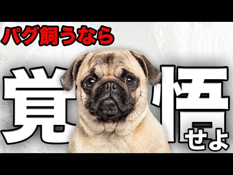 パグ