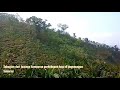 Perkebunan Kopi Lereng Sukorini Grabag Magelang Jawa Tengah