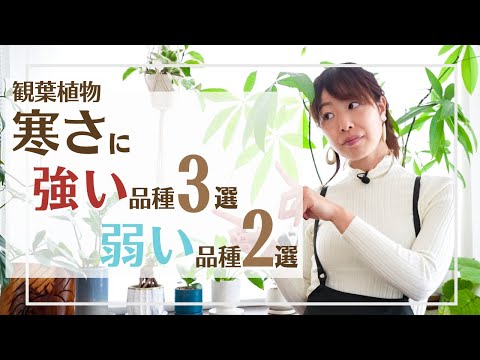 耐寒性の花: 冬でも外にいても大丈夫な植物はどれですか?  庭園