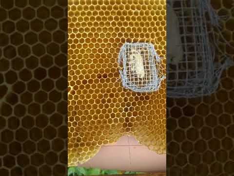 how to capture queens from emergency or supersedure cells