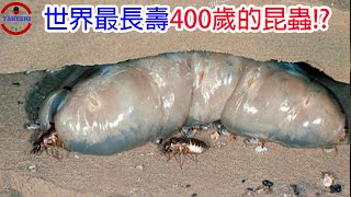 [問卦] 南部的白蟻特別大隻嗎@@？？？