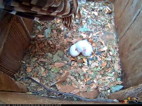 First Look At Downy Owlet From WBU Barred Owl Cam – April 3, 2019