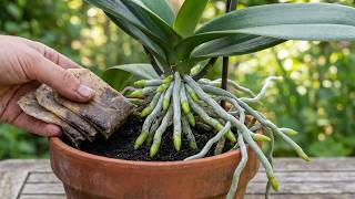 Just put it under the orchid! It will immediately bloom many new flowers all year round.